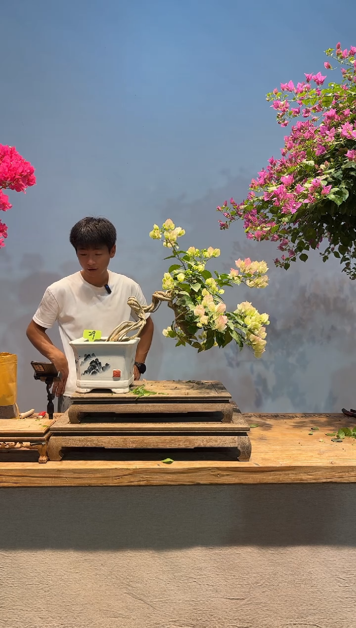 无花朵M****?三角梅专场一物一拍