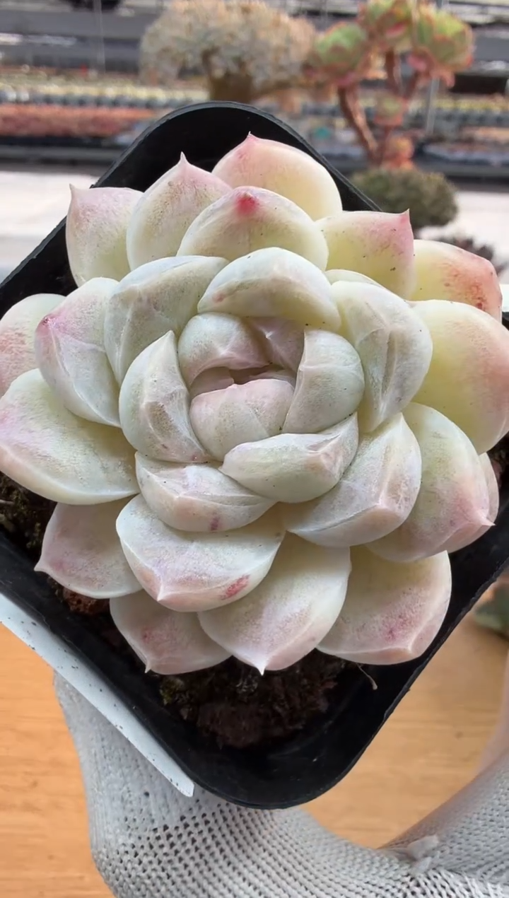 东云多肉园二店-281