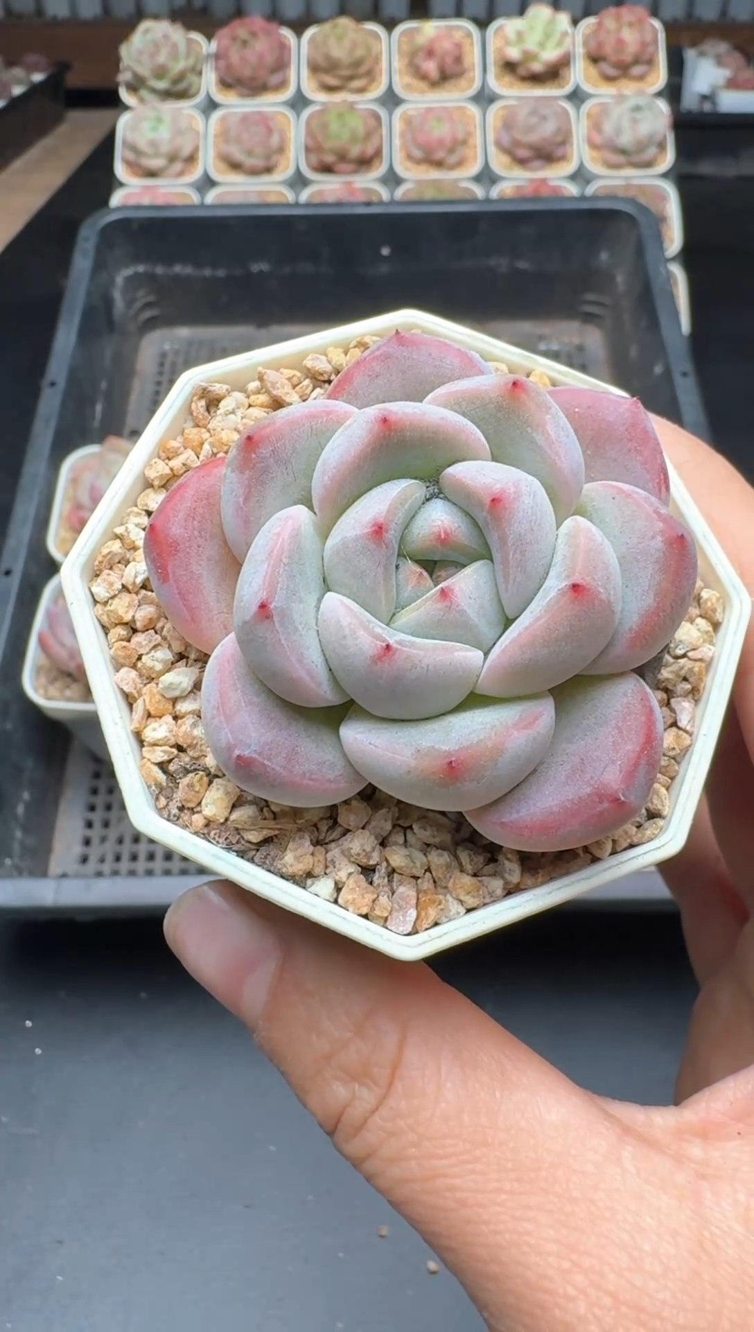 【闪购商品】517A号一物一拍多肉花卉植物拍3颗起发