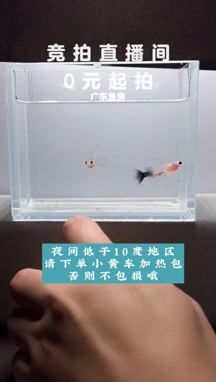孔雀鱼超透C三只编号14