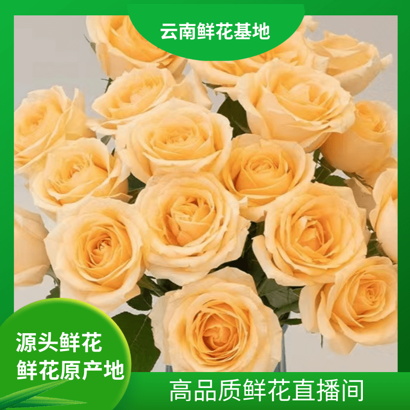 颜花【香槟+爱丽丝】云南鲜花 任意两单升级顺丰/空运