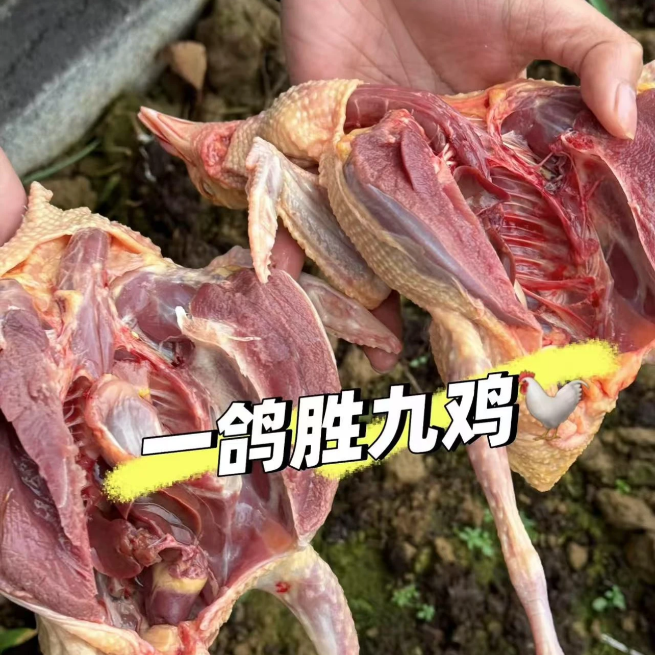 三年以上的老鸽子买三送一每只净重6到7量杂粮散养绝不育肥催熟A