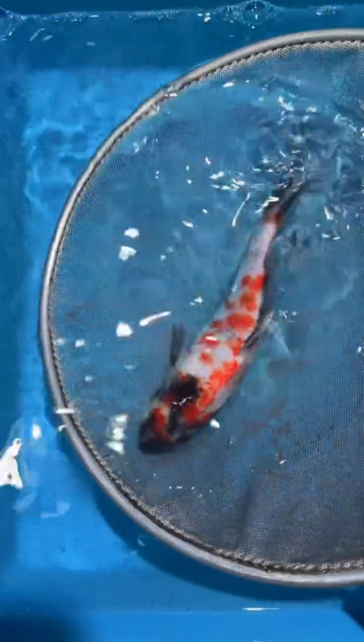 锦鲤点关注右下角竞拍链接出价