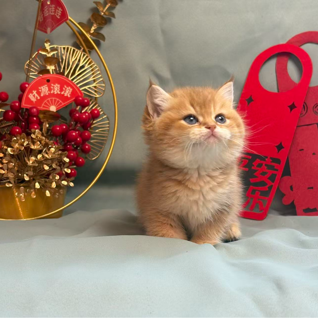 元旦二号金渐层弟弟