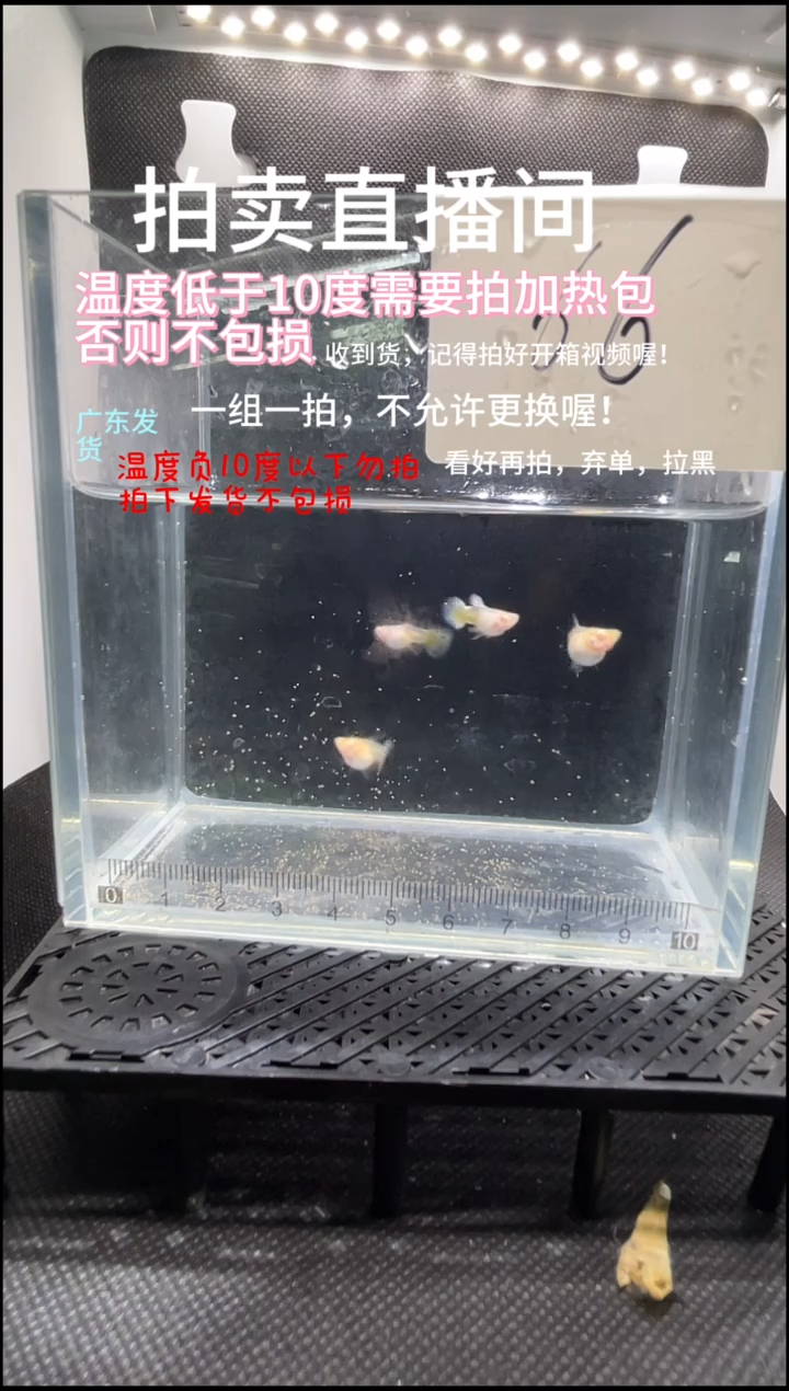 孔雀鱼艾尔银白子 亚成  四条 编号  66