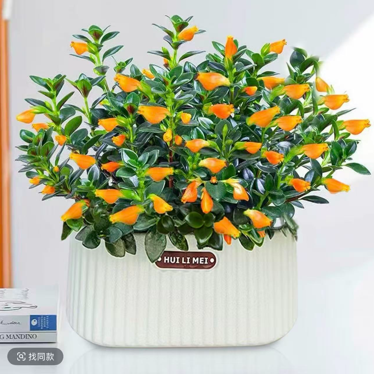 ROULUO【带花带盆发货】金鱼吊兰花卉年年有余四季常青年宵花好养