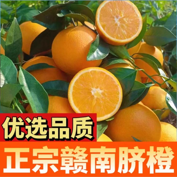 赣南脐橙新鲜现摘现发橙子味十足鲜甜