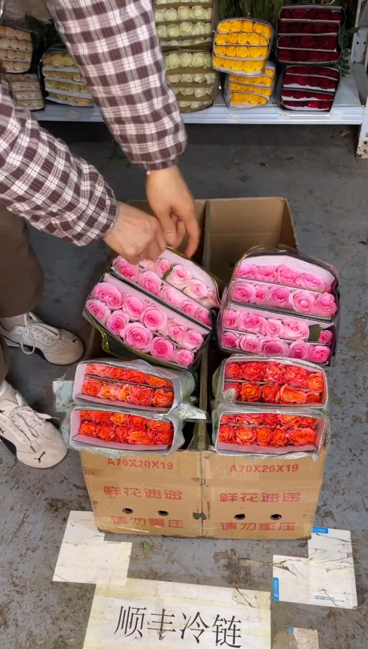 洛神20枝+火灵鸟20枝