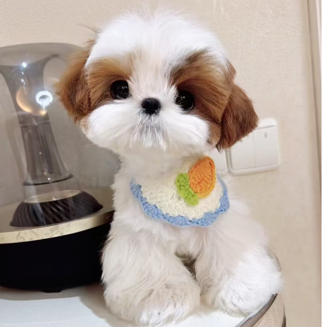 韩版长毛小体西施犬幼犬健康