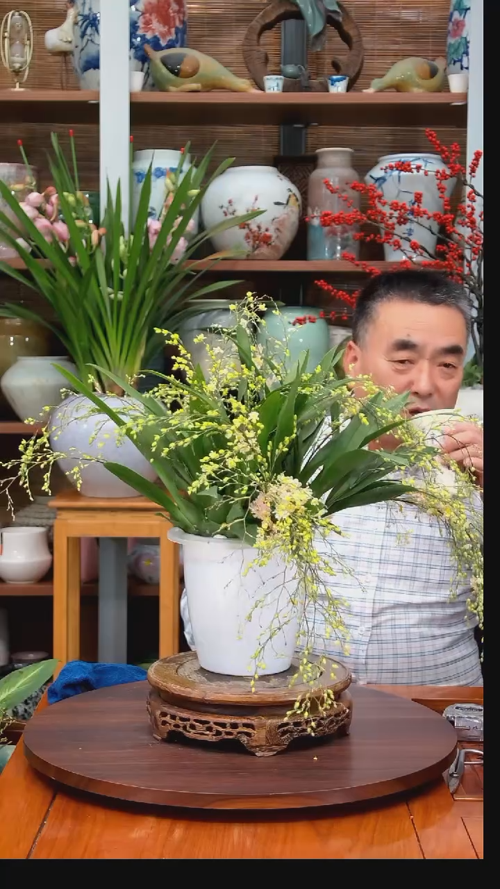 无花朵巅****鸭水之韵水培梦香兰不带瓶