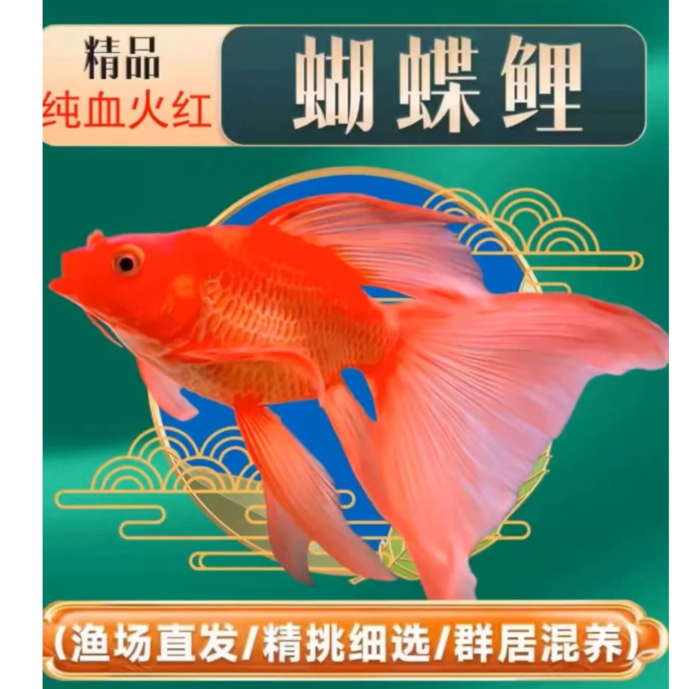 【红色】纯种台系蝴蝶鲤精品蝴蝶鲤顺丰包邮包活赔损