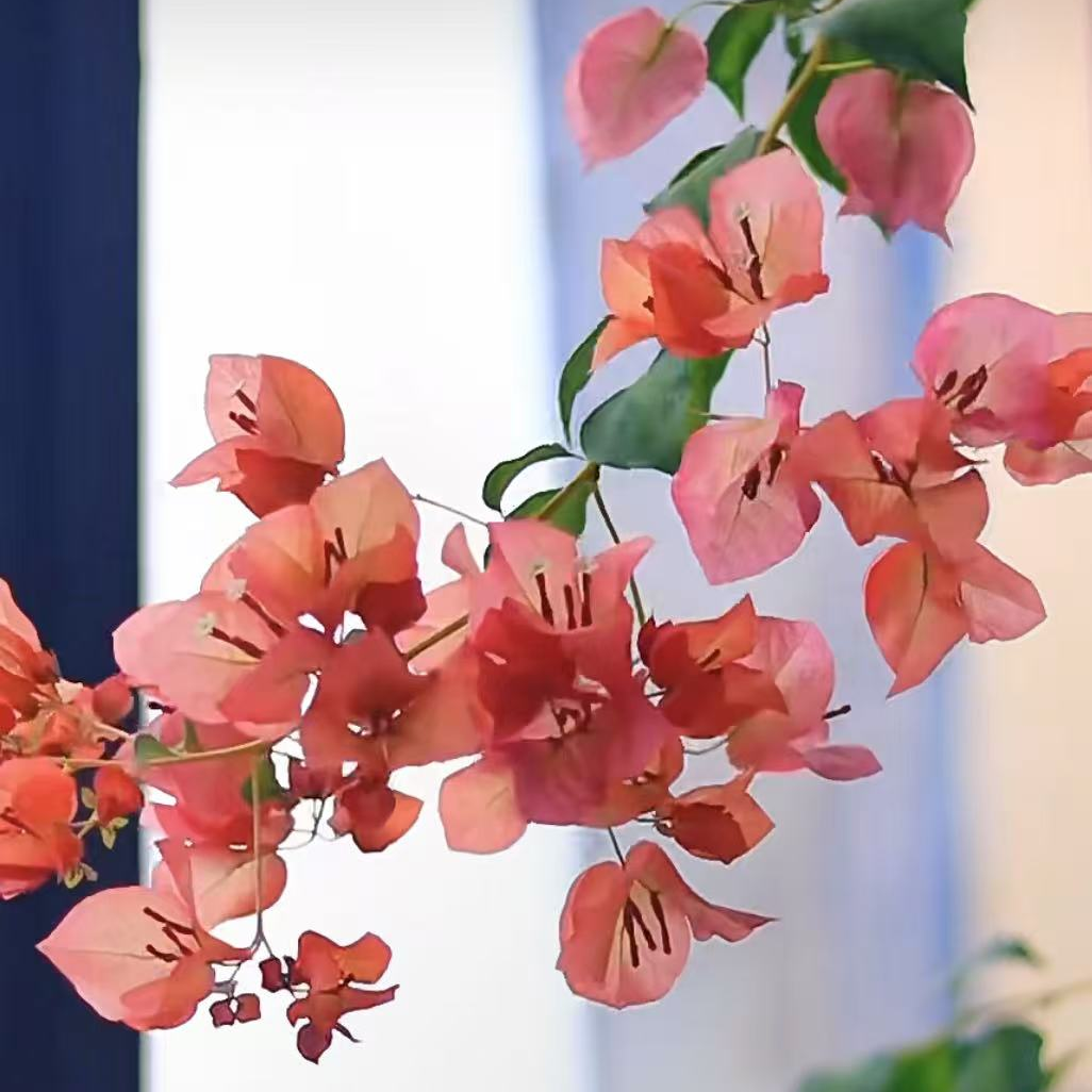 【日落袋苗】三角梅原生袋苗包对版