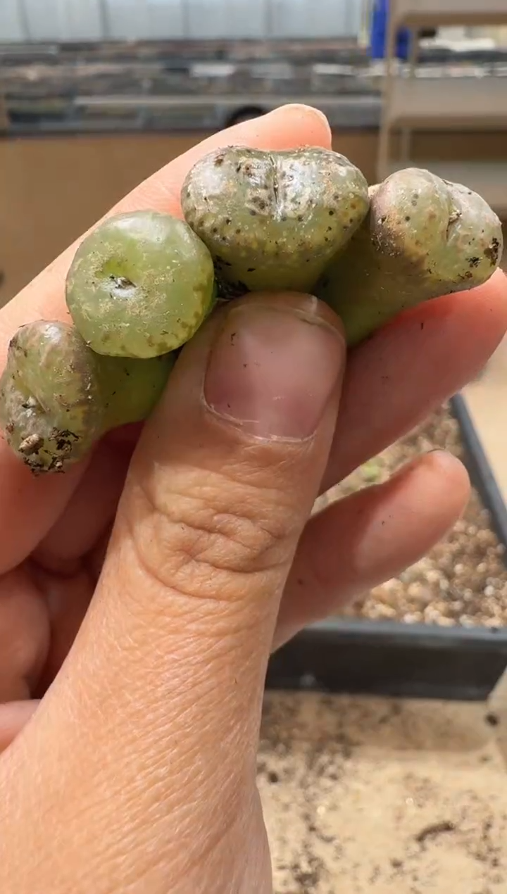 多肉植物肉锥3-66k勋一颗