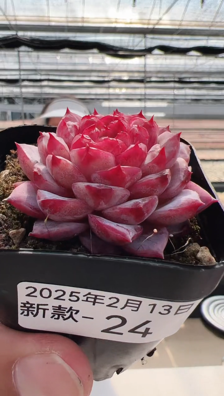 【闪购商品】新款多肉-24