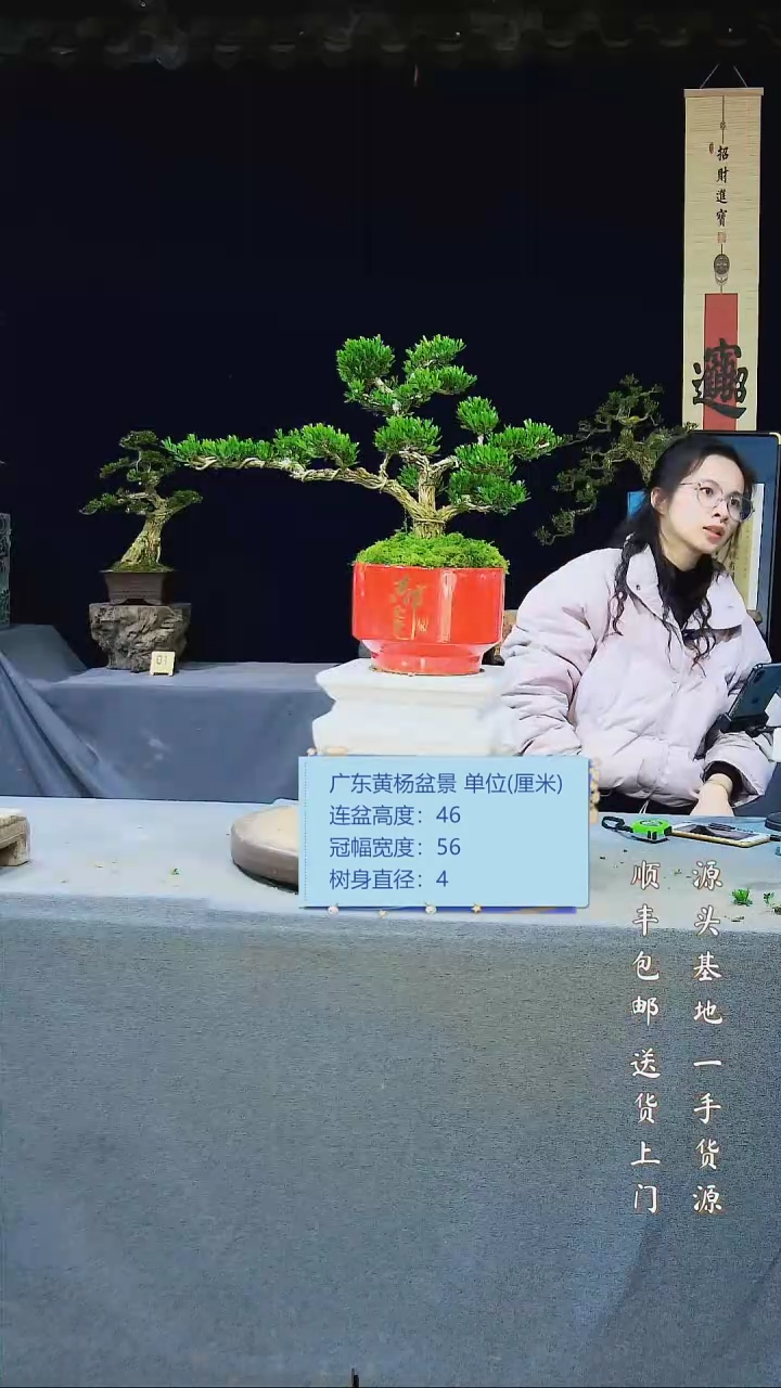 【闪购商品】黄杨盆景黄杨盆景