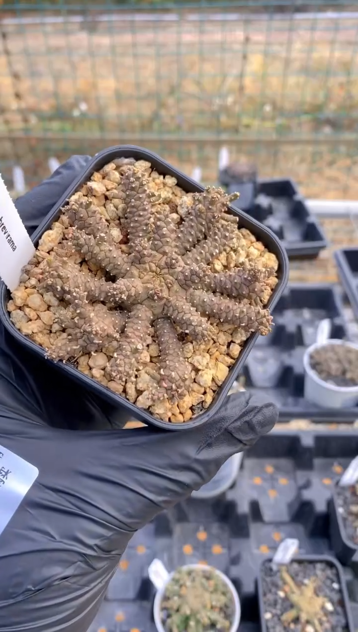 【闪购商品】海葵大戟FA-5980