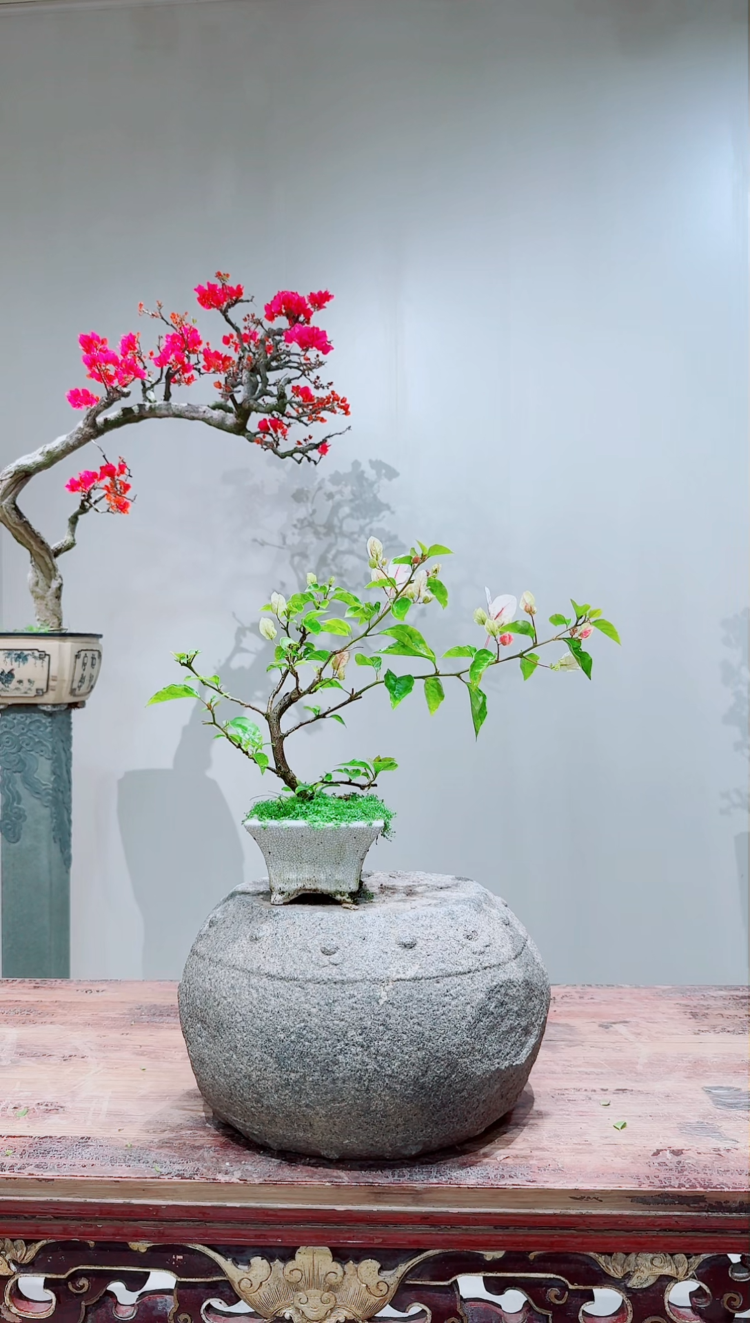 【闪购商品】盆景章红樱三角梅