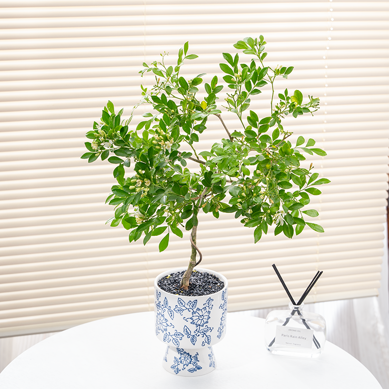 婀娜美人九里香盆栽办公室内花卉绿植盆景四季植物好养活老桩造型
