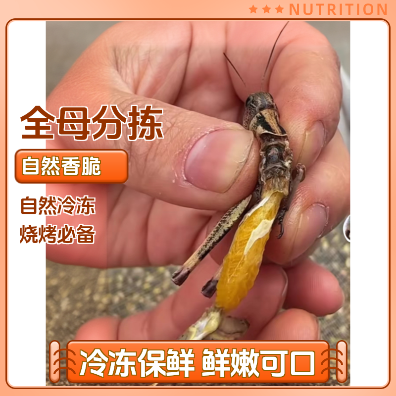 蚂蚱小蝗虫蚱蜢蚱大绿蝗虫蹬倒山棉蝗稻黄东亚飞蝗冷冻京东顺丰