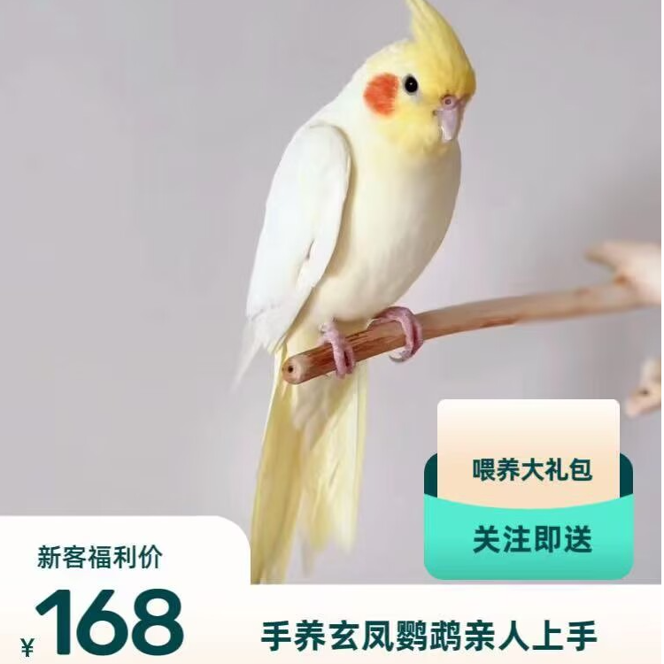 手养玄凤鹦鹉可爱亲人上手一物一拍（签收后48小时内伤亡包退）