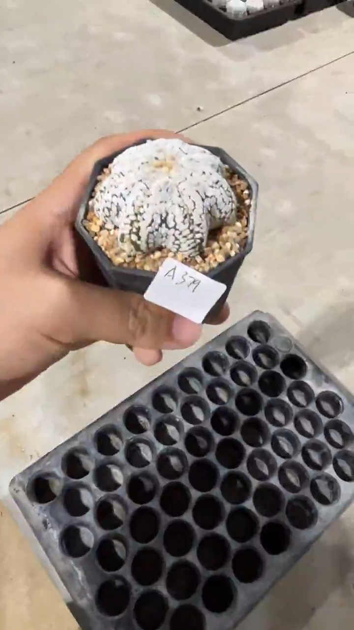 不*行实生根星兜编码A379