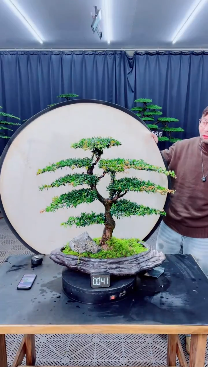 无花朵盆景......