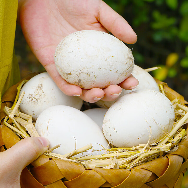 【云南农家鹅蛋】单枚110g以下优质精选新鲜鹅蛋孕妇食品老鹅蛋