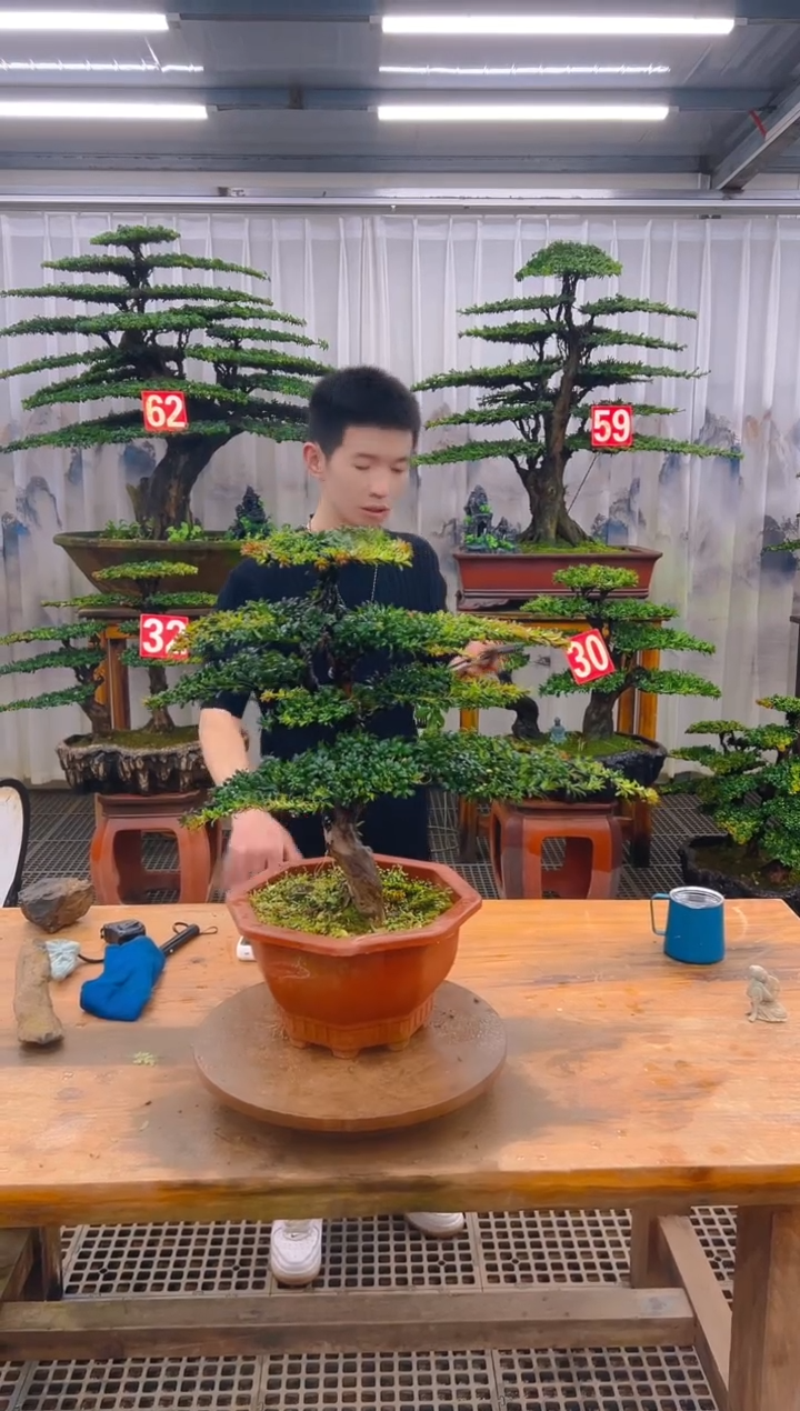 无花朵精品盆景直播间一物一拍