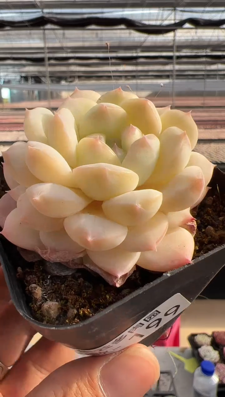 【闪购商品】新款多肉-199