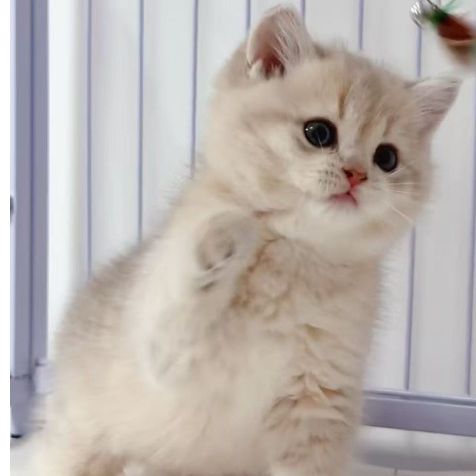 (汇东宠业)活体猫咪链接G2-2 