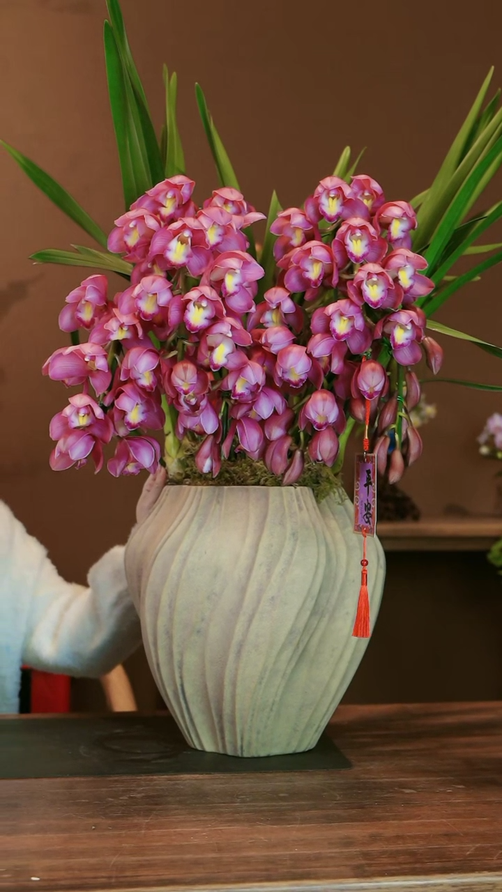 【闪购商品】盆景粉红露露 拱兰