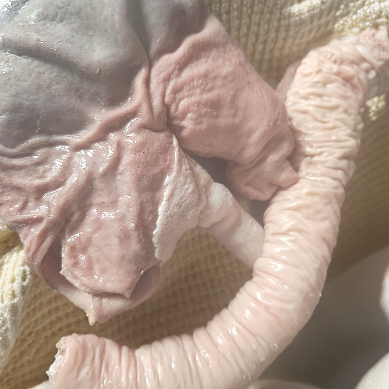 东北正宗大肥肠全熟大肠清水烀无添加无色素干净烂烀真空包装