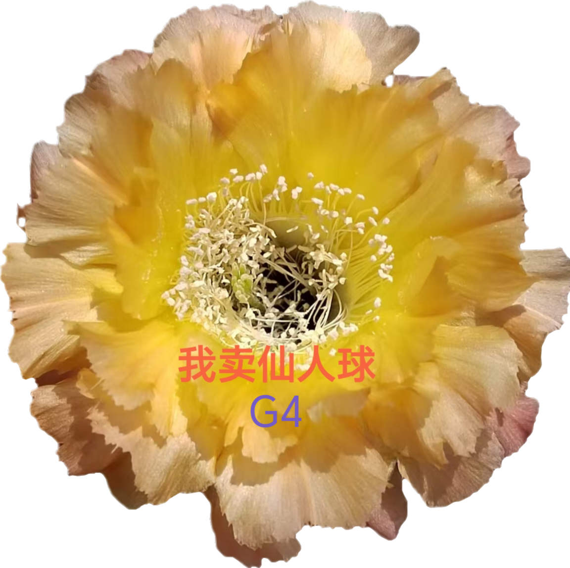 彩草G4侧芽歪  满28包邮非偏远