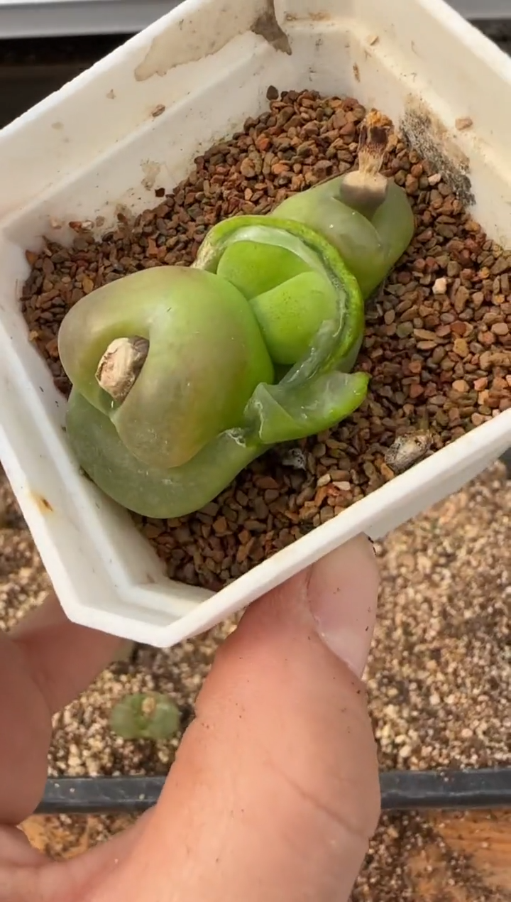 【闪购商品】20-120