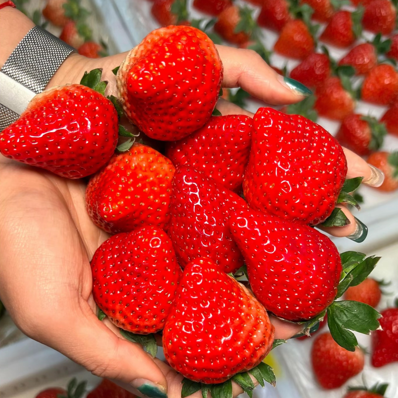 【密云头茬红颜草莓】现摘现发脆甜多汁孕妇水果当季水果