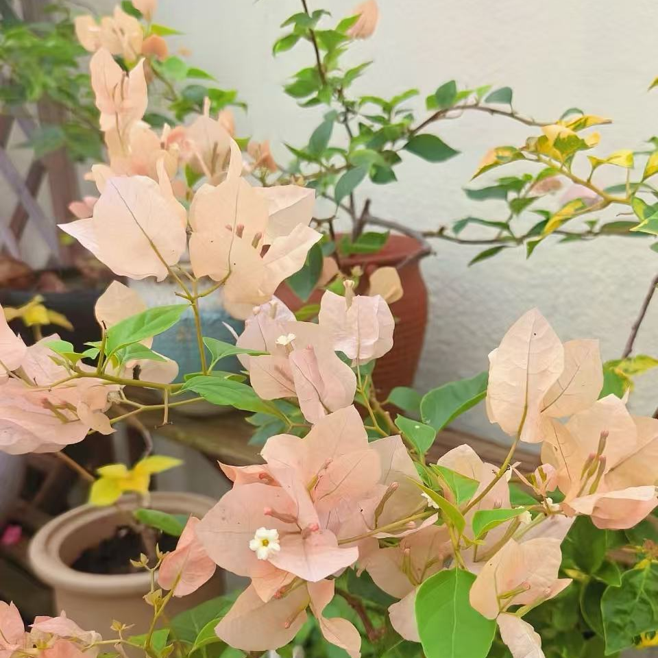 嫡公主品种三角梅热门勤花