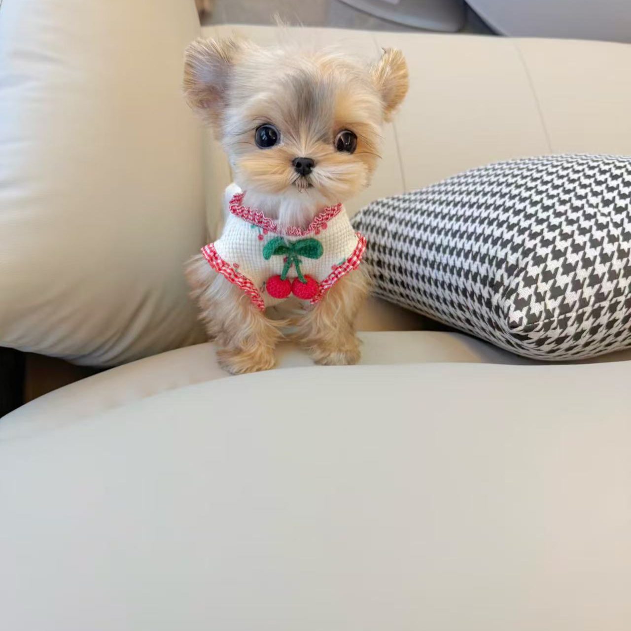 【豆豆家约克夏】约克夏幼犬金头银背雪白银奶油金奶白约克夏小狗