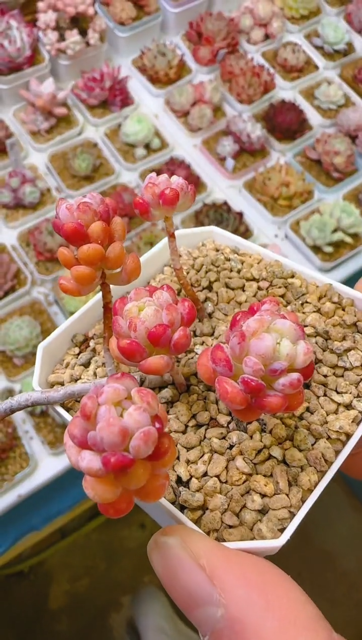 【闪购商品】凭—676—仙农（花大妈）