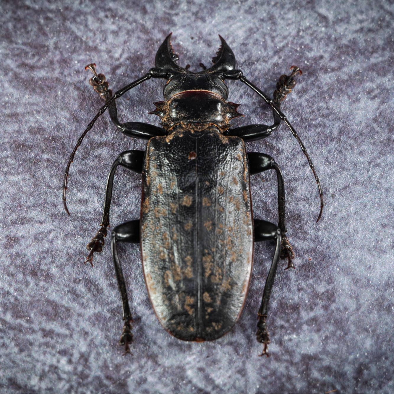 超拟真昆虫龙荔准胸棘天牛模型手办创意装饰摆件