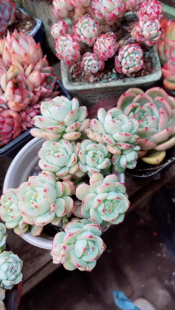 【闪购商品】09011