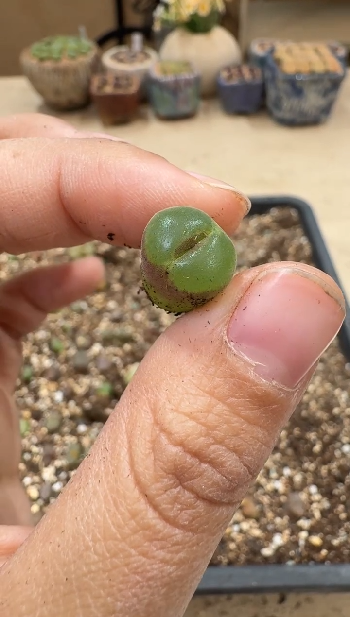 多肉植物肉锥3-41