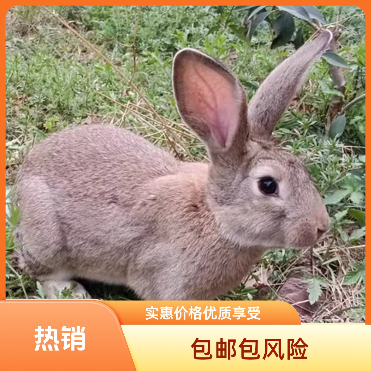 兔子活体肉兔大型家养兔苗比利时肉兔苗可繁殖可食用成年可养15斤