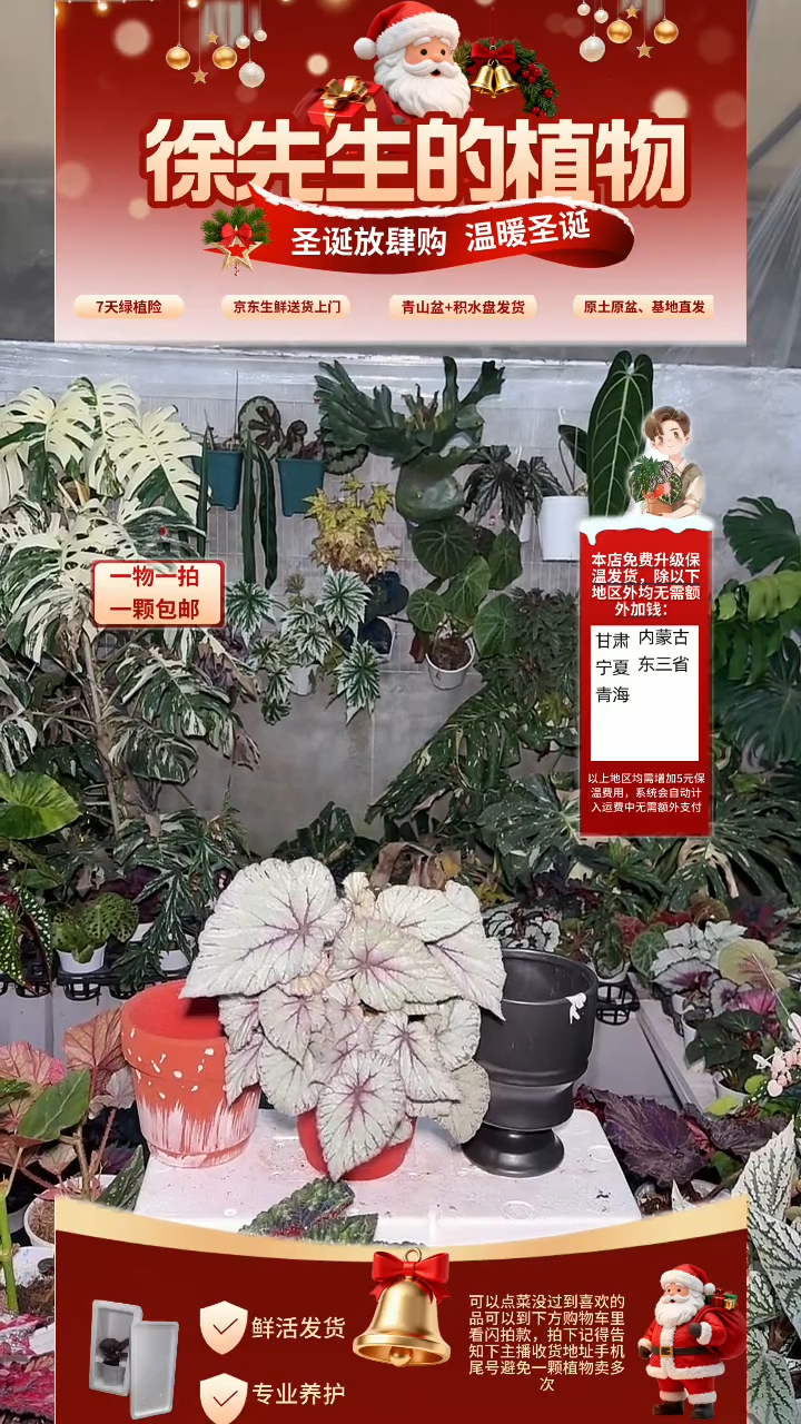 完全开放天使秋海棠