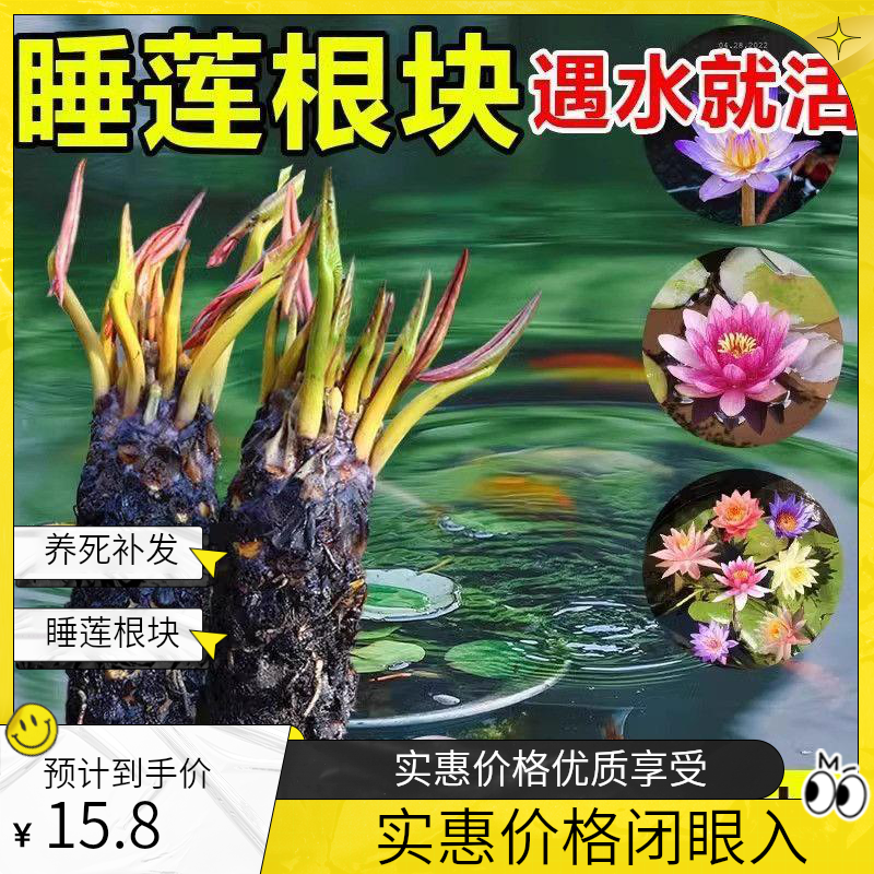 睡莲根块花莲花鱼缸池塘四季盆栽水培水养植物耐寒花卉庭院大花荷