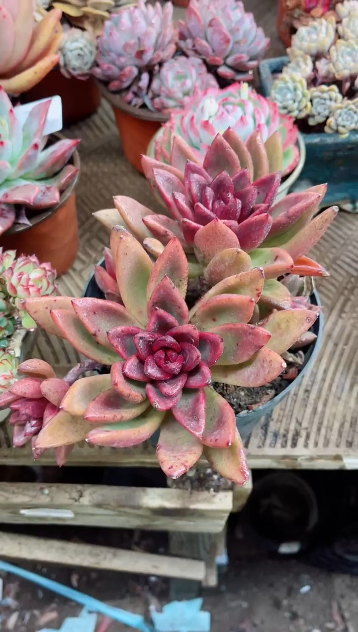 【闪购商品】02093