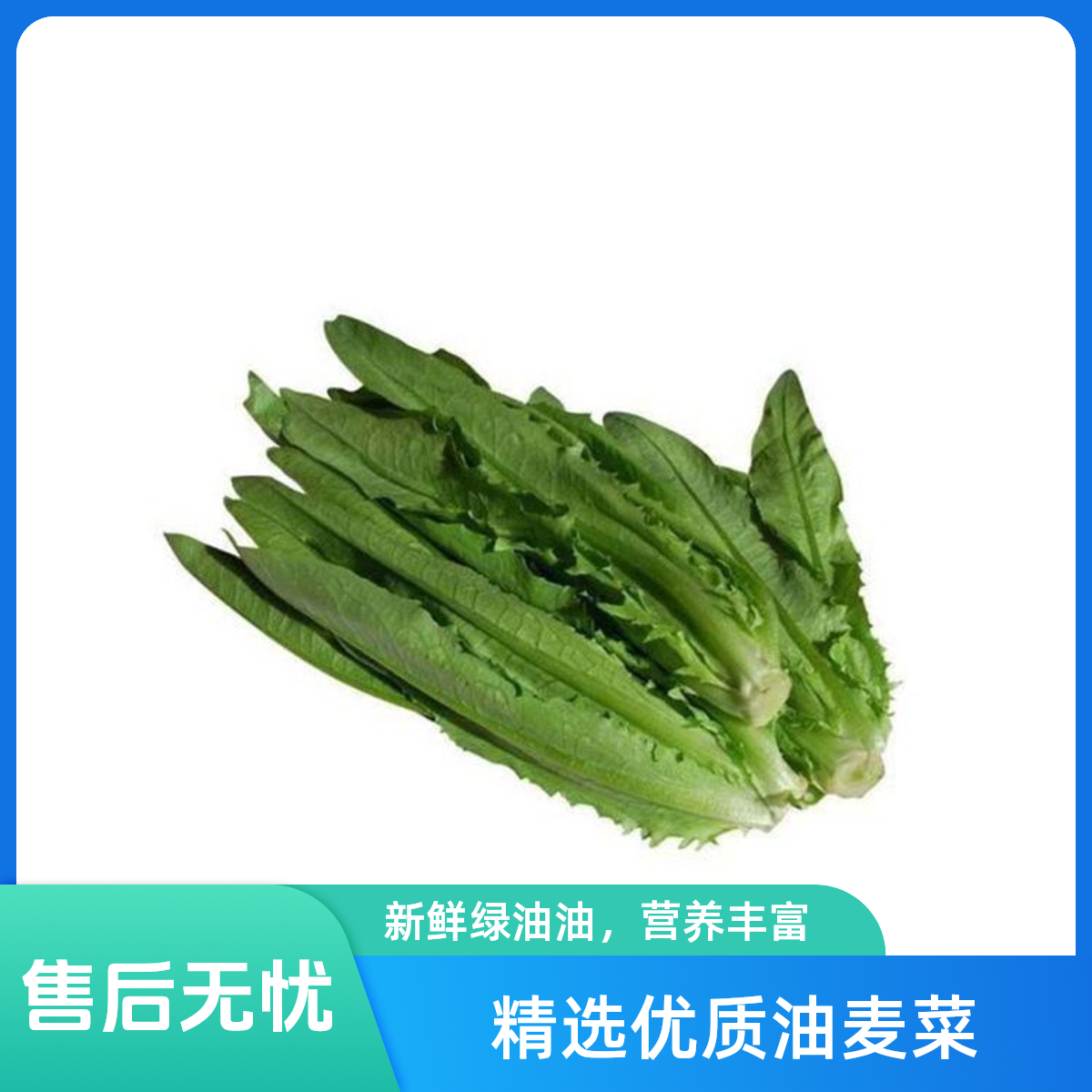 油麦菜好吃新鲜的