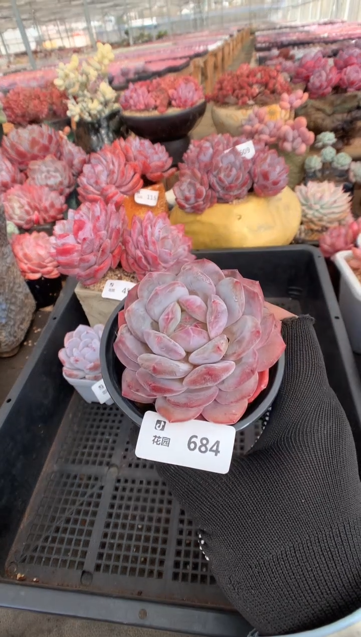 684粉星影一物一拍