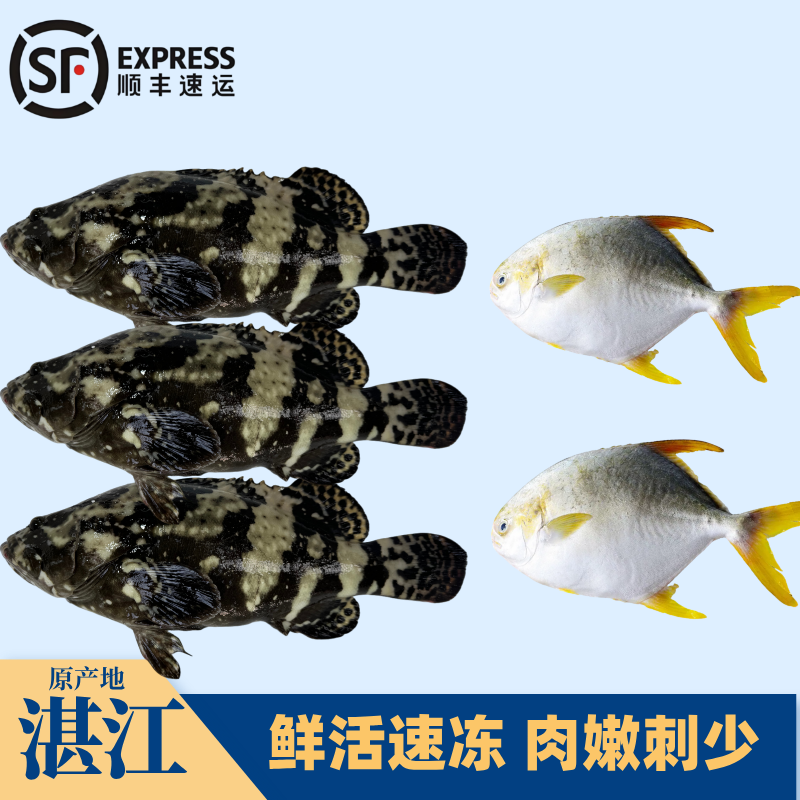 3条石斑鱼+2条金鲳鱼 广东湛江海鲜活鱼现冻