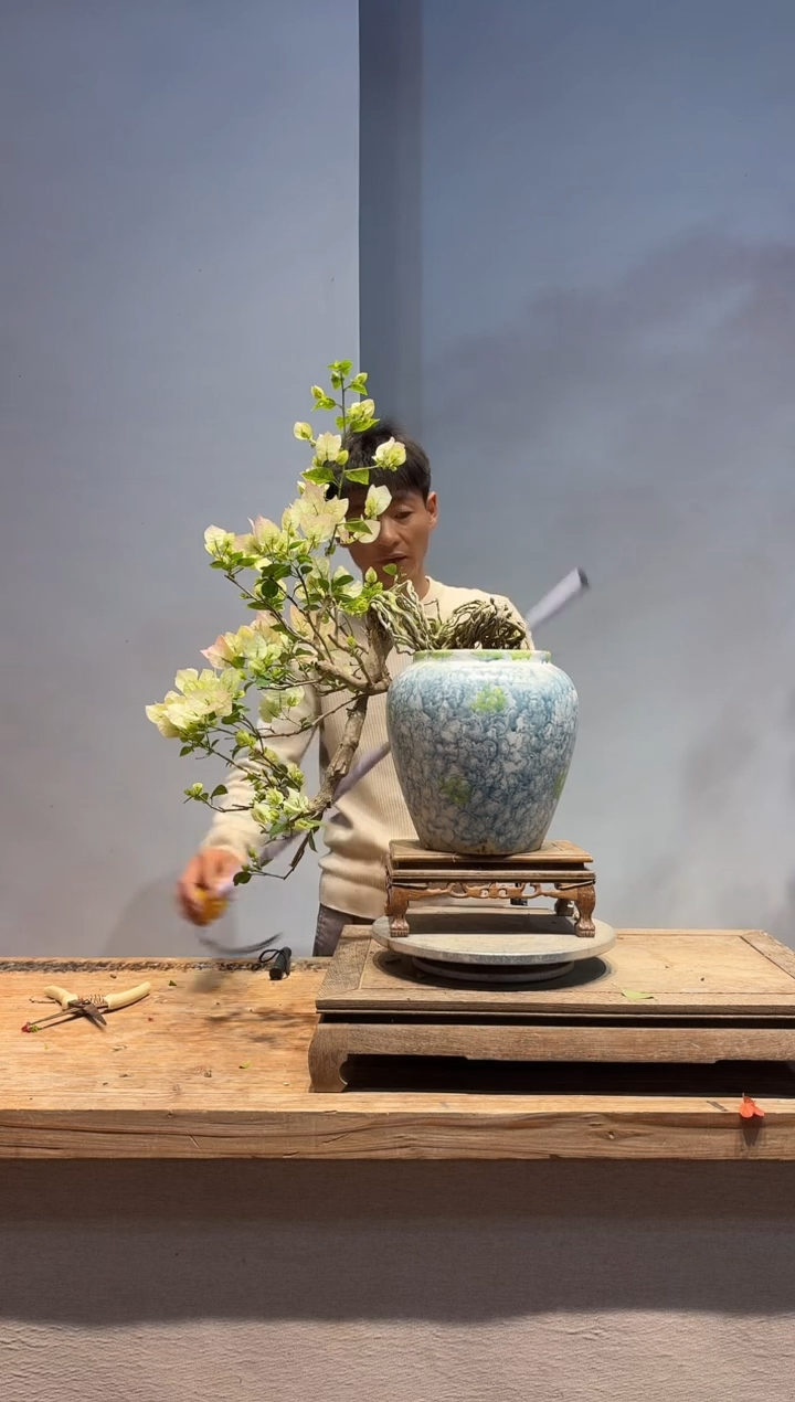 以实际为准三角梅35