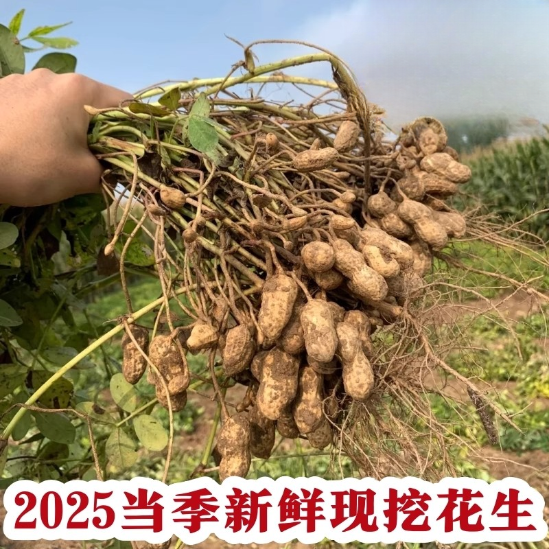 5斤装大花生【开封直发】人工挑选农家自种新鲜带壳鲜花生现挖现发